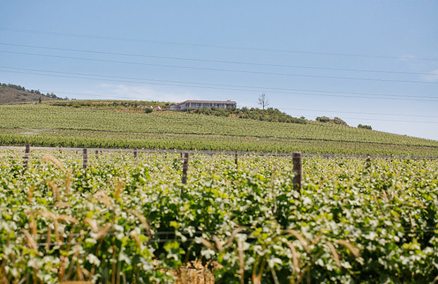 Vineyards at Landtscap Winelands Wedding Venue Cape Town