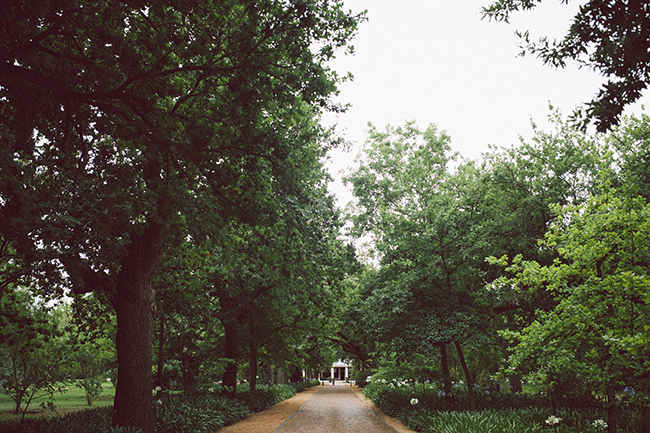 Avenue of trees at the entrance to Nooitgedacht Estate