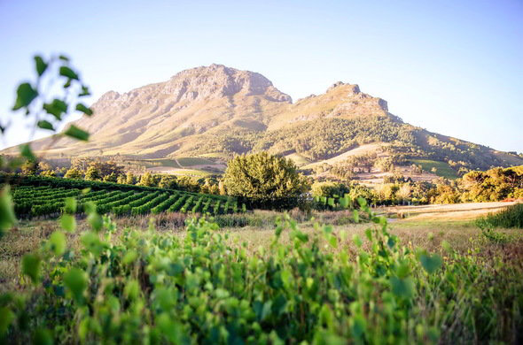 Cape Winelands Wedding Venues Cape Town Wedding