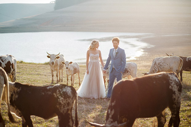Wedding Couple Standing Among Cows