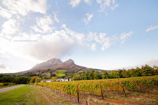 Cheryl Mcewan Photography Zorgvliet Wines Wedding Venue Mountains Vineyards