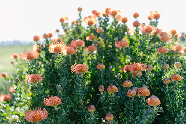 Proteas Cape Town Florals