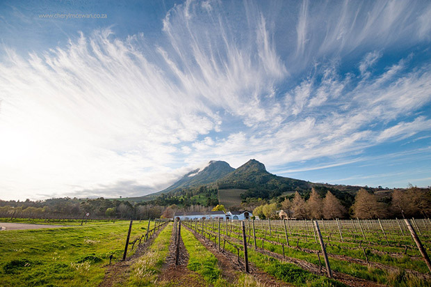 Cheryl Mcewan Photography Zorgvliet Wines Wedding Venue