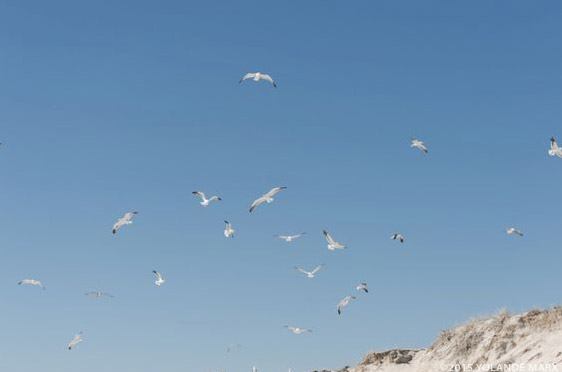 Seagulls flying in a blue sky at Cape Town Wedding Venue