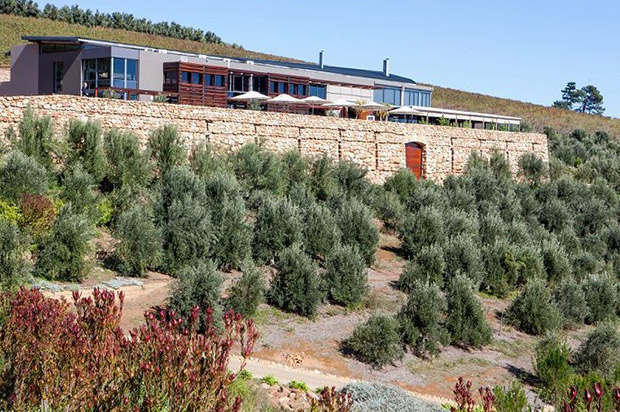 Hidden Valley Wine Estate Wedding Venue with Olive Trees in Foreground