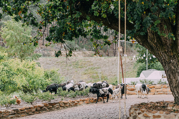 Langkloof Roses Wedding Venue Farm Western Cape Swartland