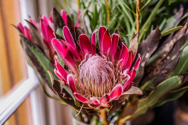 Protea