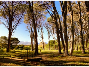 Winery Road Forest